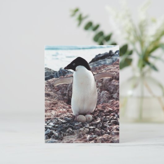 Adelie Penguin Nest Postcard Postkarte (Stehend Vorderseite)