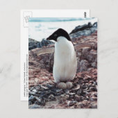 Adelie Penguin Nest Postcard Postkarte (Vorne/Hinten)