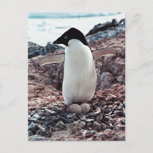 Adelie Penguin Nest Postcard Postkarte (Vorderseite)