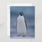 Adelie Penguin on Ice Postkarte (Vorne/Hinten)