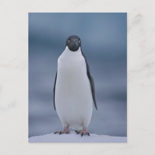 Adelie Penguin on Ice Postkarte (Vorderseite)