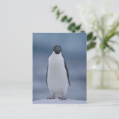 Adelie Penguin on Ice Postkarte (Stehend Vorderseite)