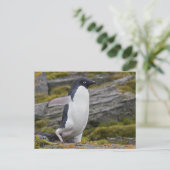 Adelie Penguin Postcard Postkarte (Stehend Vorderseite)