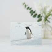 Adelie Penguin Postkarte (Stehend Vorderseite)