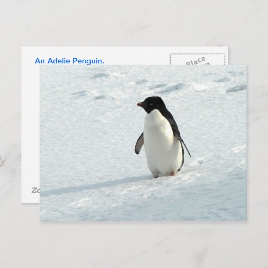 Adelie Penguin Postkarte (Vorne/Hinten)
