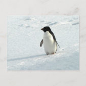 Adelie Penguin Postkarte (Vorderseite)
