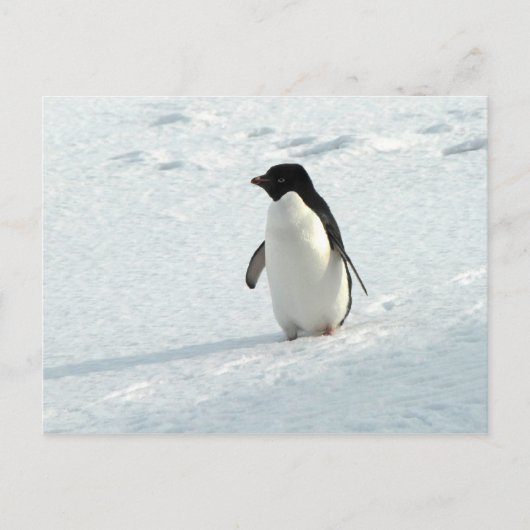 Adelie Penguin Postkarte (Vorderseite)