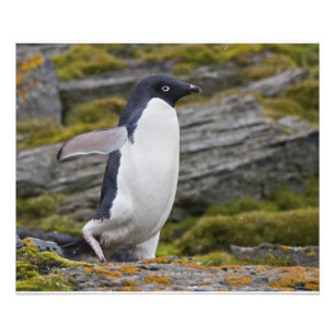 Adelie Penguin Print Fotodruck