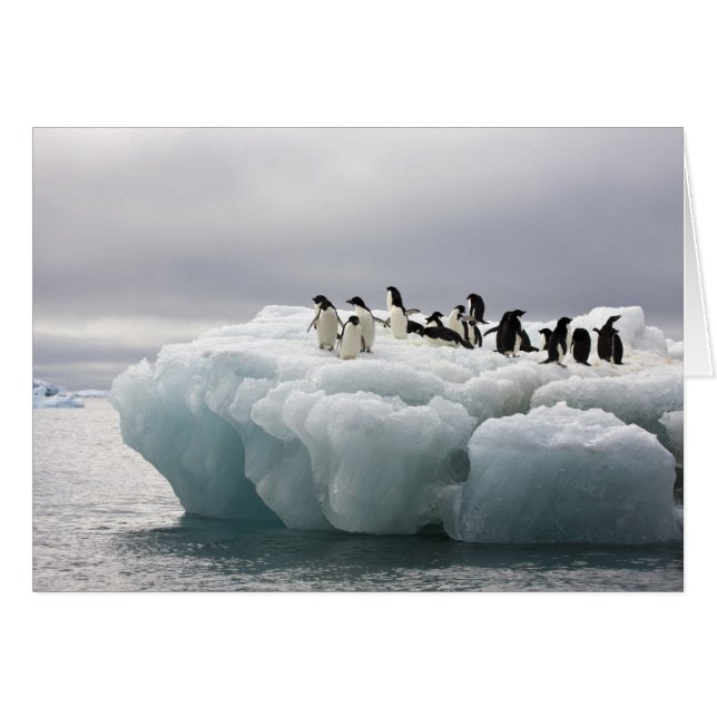 Adelie Penguin Pygoscelis adeliae), (Vorderseite (Horizontal))