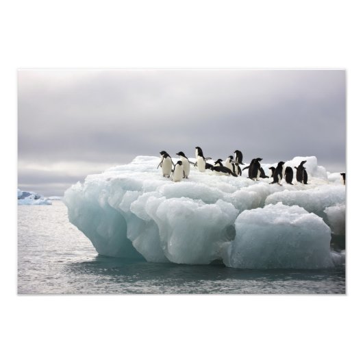 Adelie Penguin Pygoscelis adeliae), Fotodruck (Vorne)