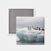 Adelie Penguin Pygoscelis adeliae), Magnet (Vorderseite/Rückseite)