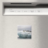 Adelie Penguin Pygoscelis adeliae), Magnet (In Situ (Geschirrspüler))