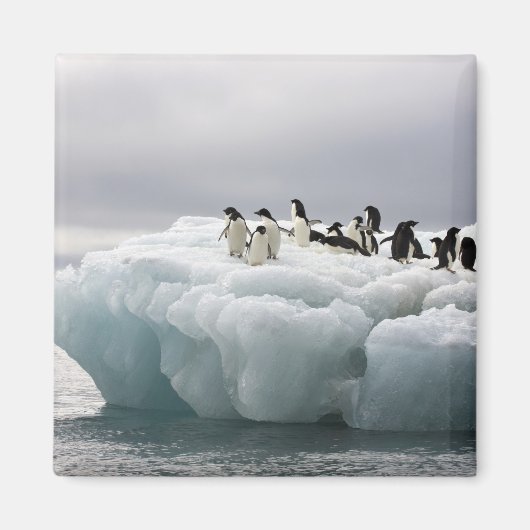 Adelie Penguin Pygoscelis adeliae), Magnet (Vorne)