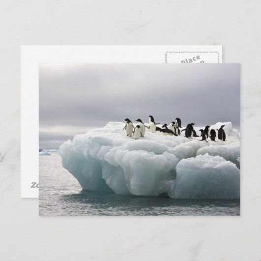 Adelie Penguin Pygoscelis adeliae), Postkarte (Vorne/Hinten)