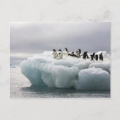 Adelie Penguin Pygoscelis adeliae), Postkarte (Vorderseite)