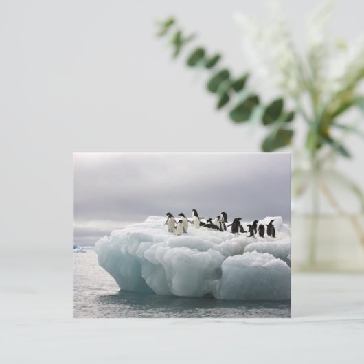 Adelie Penguin Pygoscelis adeliae), Postkarte (Stehend Vorderseite)
