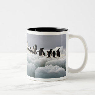 Adelie Penguin Pygoscelis adeliae), Zweifarbige Tasse