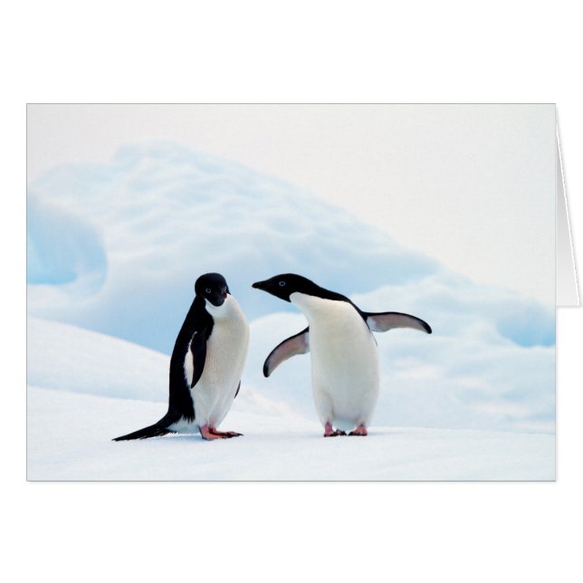 Adelie Penguins (Vorderseite (Horizontal))