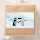 Adelie Penguins (Insitu)