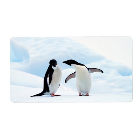 Adelie Penguins (Vorne)