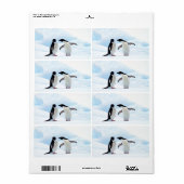 Adelie Penguins (Vorne)