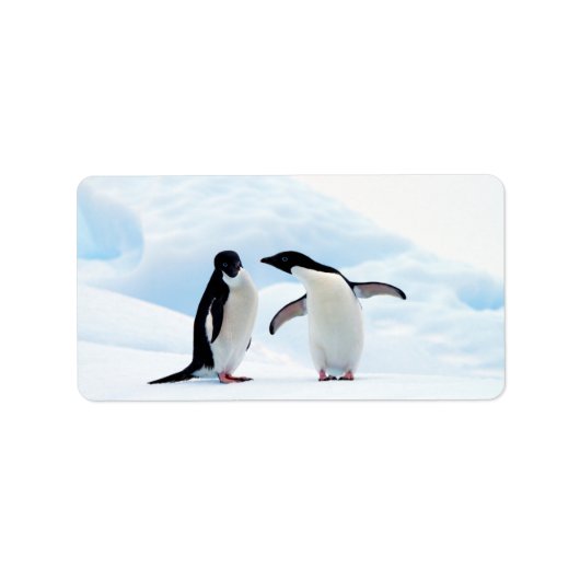 Adelie Penguins Adressaufkleber (Vorne)