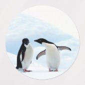 Adelie Penguins Etiketten (Design 1)