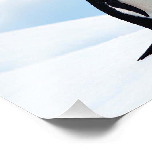 Adelie Penguins Fotodruck (Ecke)