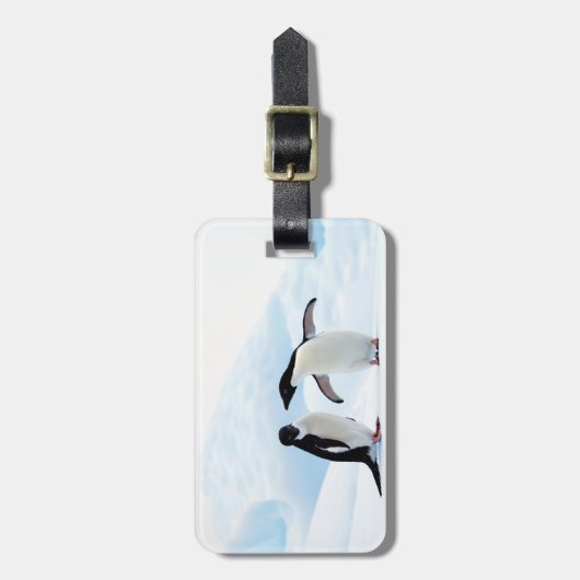 Adelie Penguins Gepäckanhänger (Vorderseite vertikal)
