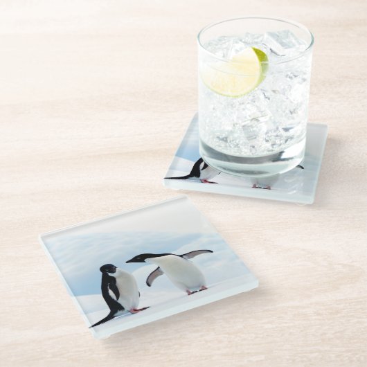 Adelie Penguins Glasuntersetzer (Schrägansicht)