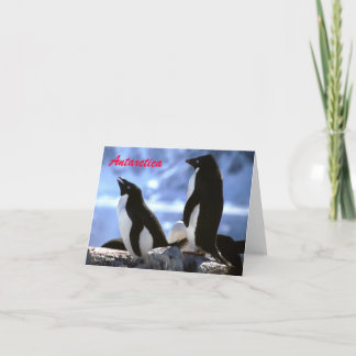 Adelie Penguins in der Antarktis Grüße Karte