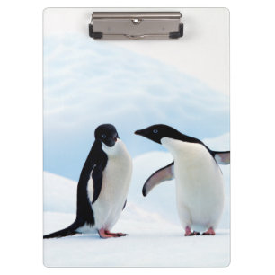 Adelie Penguins Klemmbrett