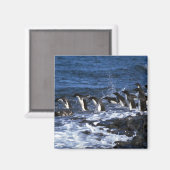 Adelie Penguins Magnet (Vorderseite/Rückseite)