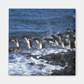 Adelie Penguins Magnet (Vorne)