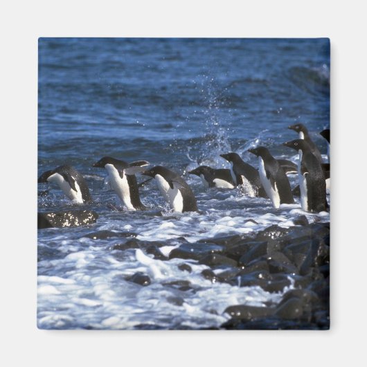 Adelie Penguins Magnet (Vorne)