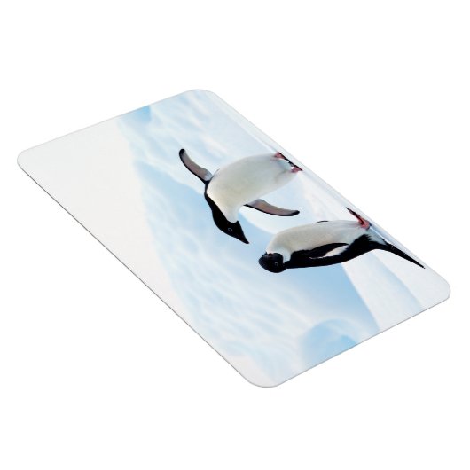 Adelie Penguins Magnet (Rechte Seite)