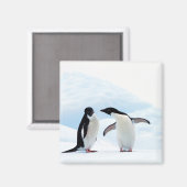 Adelie Penguins Magnet (Vorderseite/Rückseite)