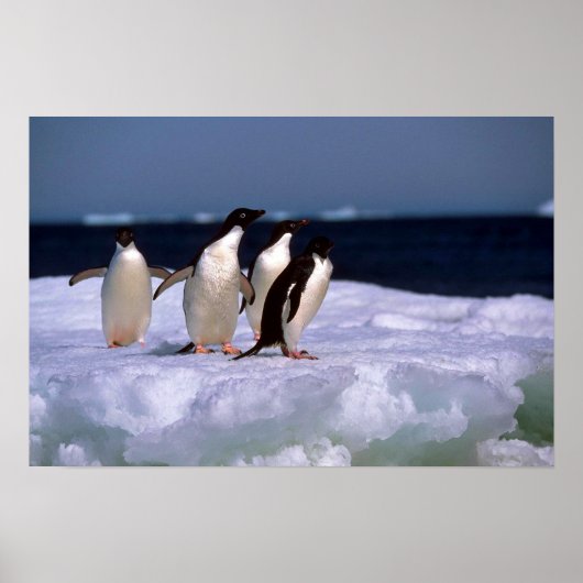 Adelie Penguins Poster (Vorne)