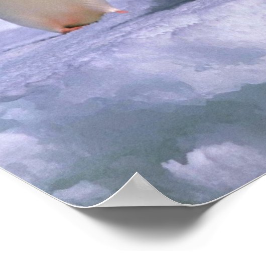 Adelie Penguins Poster (Ecke)