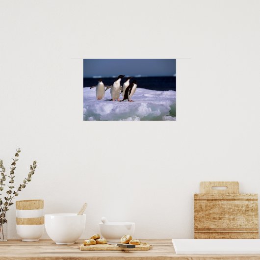 Adelie Penguins Poster (Küche)