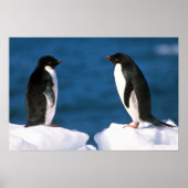Adelie Penguins Poster (Vorne)