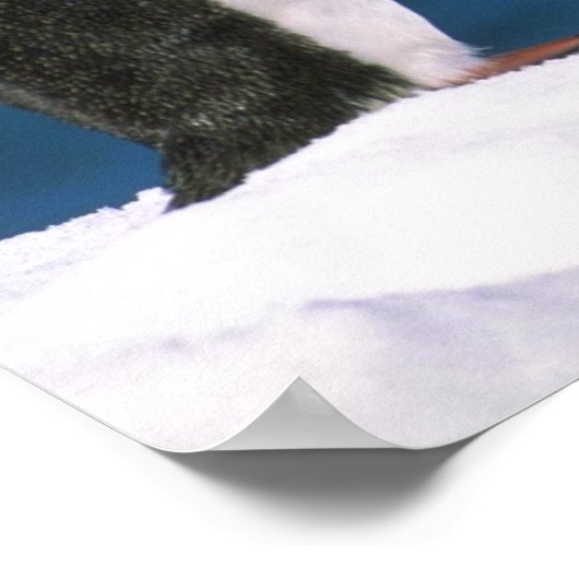 Adelie Penguins Poster (Ecke)