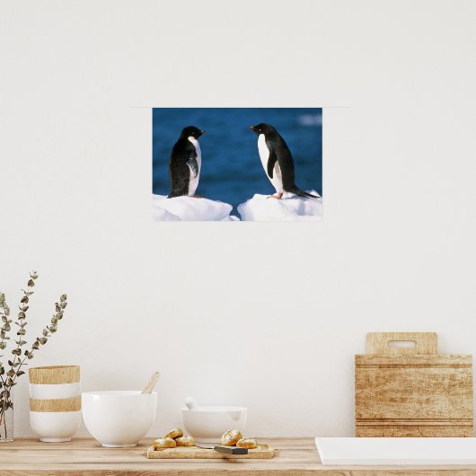 Adelie Penguins Poster (Küche)