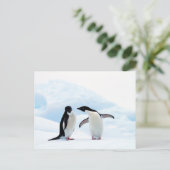 Adelie Penguins Postkarte (Stehend Vorderseite)