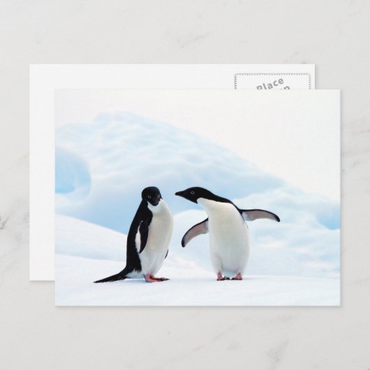 Adelie Penguins Postkarte (Vorne/Hinten)