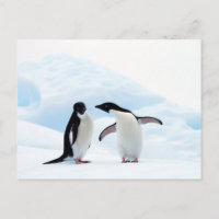 Adelie Penguins