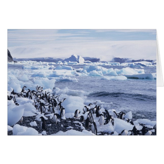 Adelie Penguins Pygoscelis adeliae (Vorderseite (Horizontal))