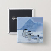 Adelie Penguins (Pygoscelis adeliae) auf Eis, Button (Vorne & Hinten)