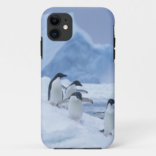 Adelie Penguins (Pygoscelis adeliae) auf Eis, Case-Mate iPhone Hülle (Rückseite)