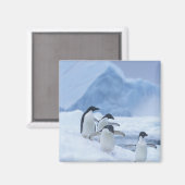 Adelie Penguins (Pygoscelis adeliae) auf Eis, Magnet (Vorderseite/Rückseite)